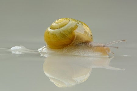 Are Snails Killed For Snail Mucin?